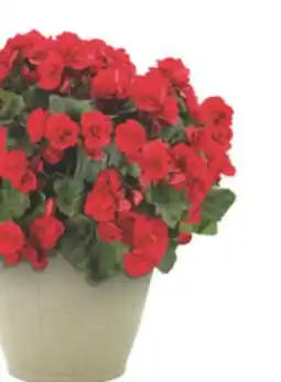 The Home Depot 10 Capri Planter offer