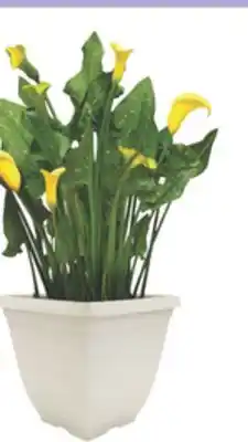The Home Depot 7.5 Calla lily offer
