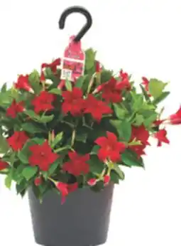 The Home Depot RIO 10 Dipladenia Hanging Basket offer