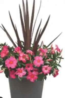 The Home Depot 12 Dipladenia Planter offer
