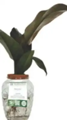 The Home Depot PROVEN WINNERS Leafjoy Venti Bowl offer