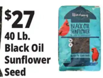 Ocean State Job Lot 40 Lb. Black Oil Sunflower Seed offer