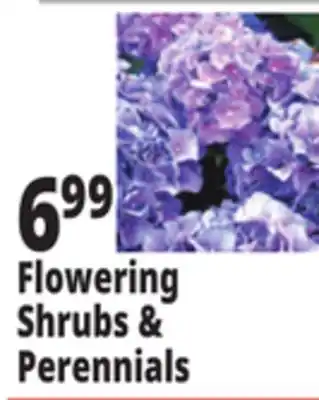 Ocean State Job Lot Flowering Shrubs & Perennials offer