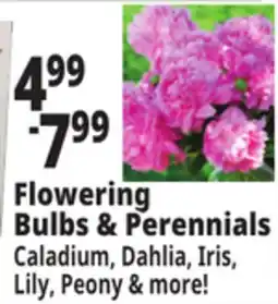 Ocean State Job Lot Flowering Bulbs & Perennials offer