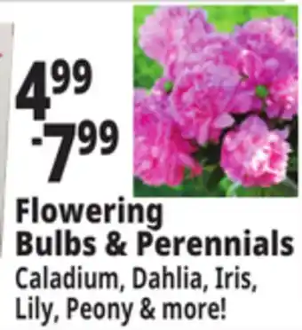 Ocean State Job Lot Flowering Bulbs & Perennials offer