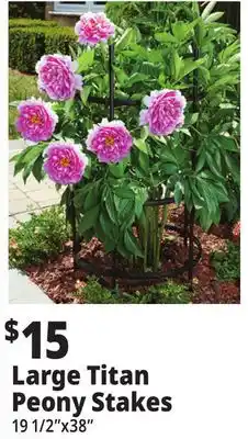 Ocean State Job Lot Large Titan Peony Stakes offer