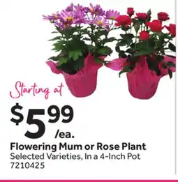 Stop&Shop Flowering Mum or Rose Plant offer