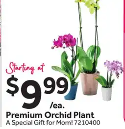 Stop&Shop Premium Orchid Plant offer