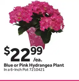 Stop&Shop Blue or Pink Hydrangea Plant offer