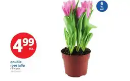 Lidl double rose tulip offer