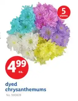 Lidl Dyed chrysanthemums offer