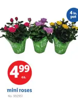 Lidl mini roses offer