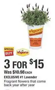 The Home Depot Lavender offer