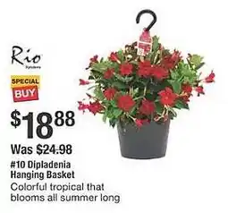 The Home Depot Dipladenia hanging basket offer