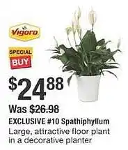 The Home Depot Spathiphyllum offer