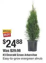 The Home Depot Emerald green arborvitae offer