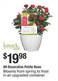 The Home Depot Decorative petite rose offer