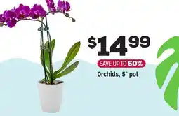 Grocery Outlet Orchids, 5 pot offer