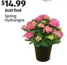 Aldi Spring hydrangea offer