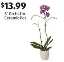Aldi Orchid in ceramic pot offer