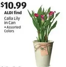 Aldi Calla lily in can offer