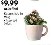 Aldi Kalanchoe in mug offer
