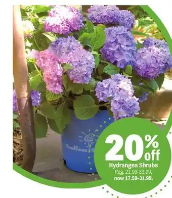 Meijer Hydrangea Shrubs offer