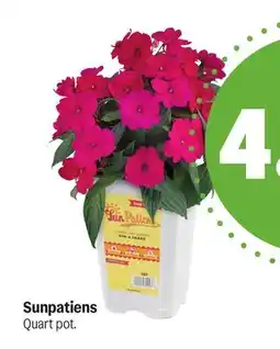 Meijer Sunpatiens offer