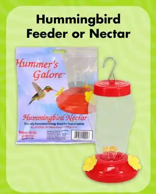 Dollar Tree Hummingbird Feeder or Nectar offer