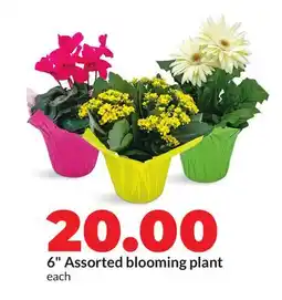 Hy-Vee 6 Assorted blooming plant offer
