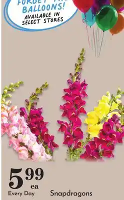 Pavilions Snapdragons offer