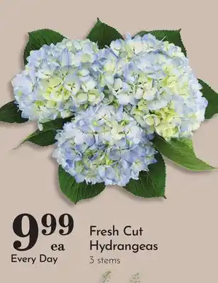 Pavilions Fresh Cut Hydrangeas offer