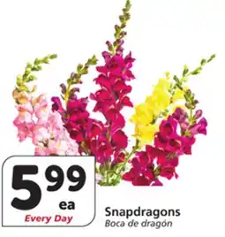 Albertsons Snapdragons offer