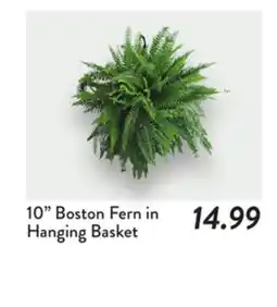 Fresh Thyme Boston Fern in Hanging Basket offer