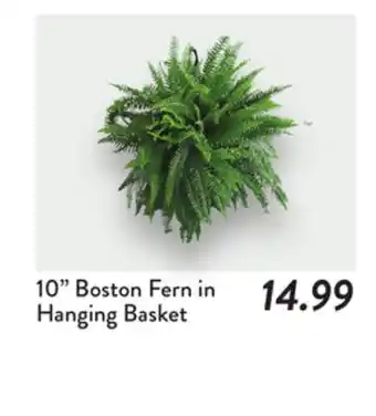 Fresh Thyme Boston Fern in Hanging Basket offer
