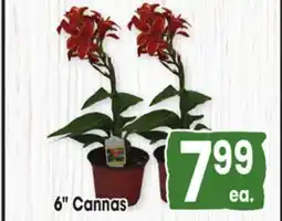 Jewel-Osco 6 Cannas offer