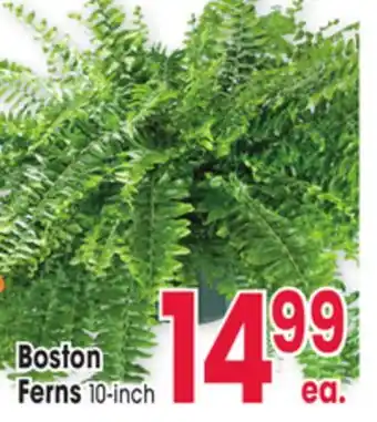 Jewel-Osco Boston Ferns offer