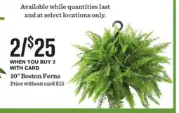Mariano's 10 Boston Ferns offer