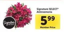 Safeway Signature Select Alstroemeria offer