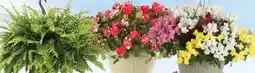 Ace Hardware PREMIUM 10 Hanging Baskets offer
