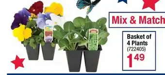 Ace Hardware Basket of 4 Plants offer