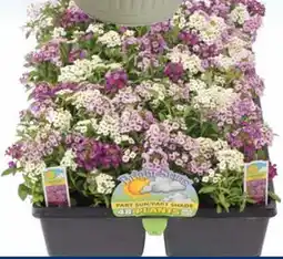 Ace Hardware Flower & Vegetable Bedding Plants offer