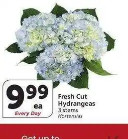 Albertsons Fresh Cut Hydrangeas - 3 stems offer