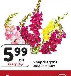 Albertsons Snapdragons - Boca de dragón offer