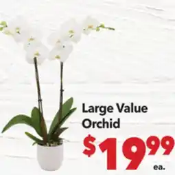 Vallarta Supermarkets Large Value Orchid offer