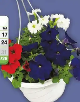 Menards 10 Select Hanging Basket - Assorted Varieties offer