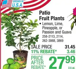 Menards 2.5 qt. Pineapple Plant - Assorted Styles offer