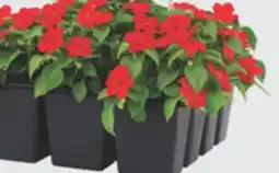 The Home Depot 12-Pack Annuals offer