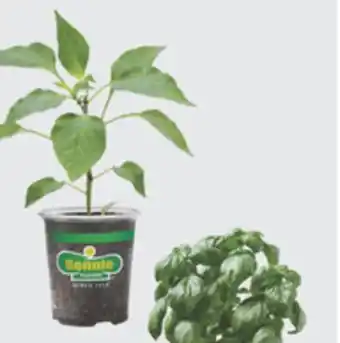 The Home Depot BONNIE #4.5 Pepper or Basil offer
