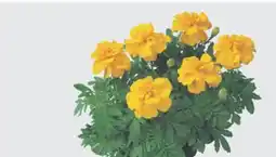 The Home Depot 6-Pack Annuals offer